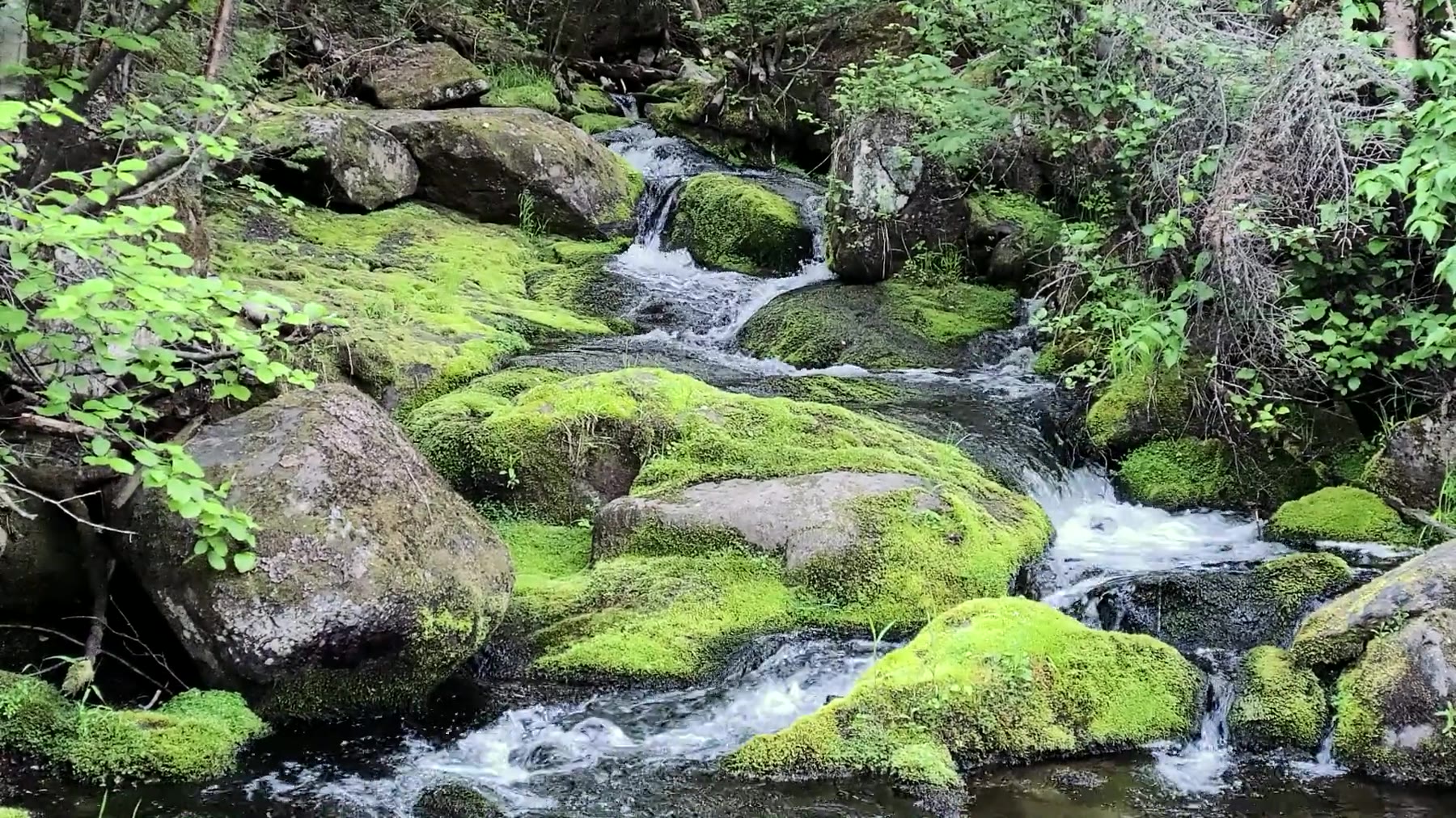 A flowing forest river winding between moss-covered rocks